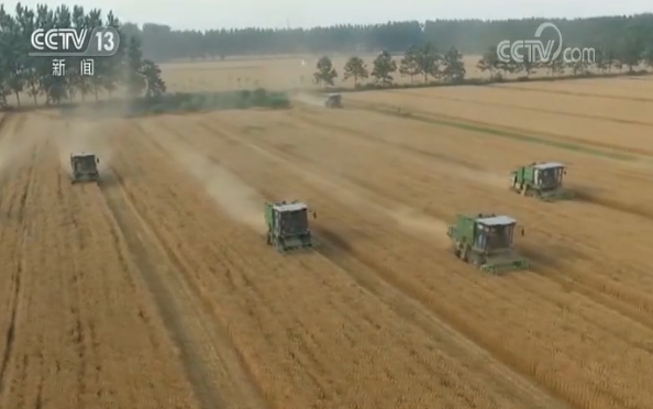 小麦机收|全国小麦机收过六成 品质提升保粮食安全