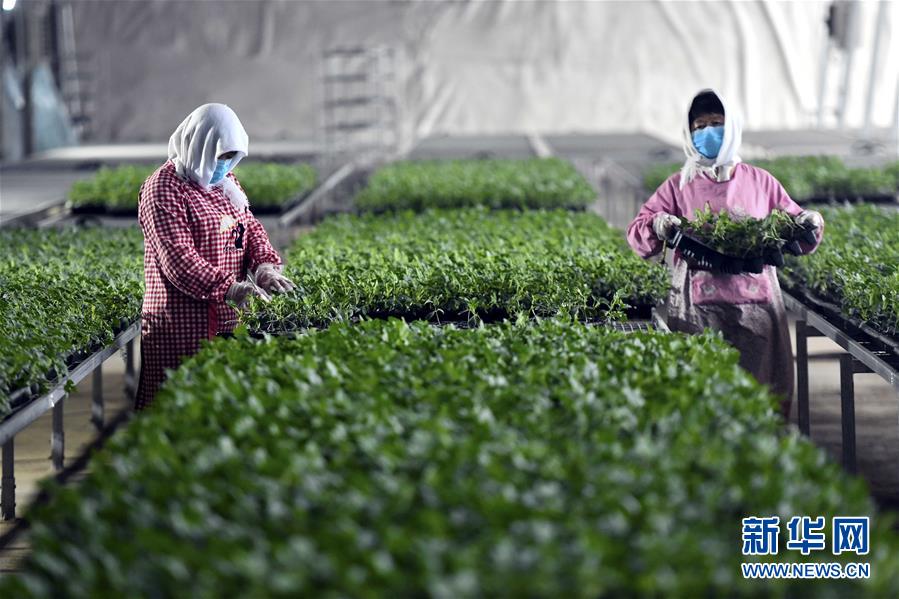 #春耕#别样的春耕——来自农业大省山东的春耕备耕见闻