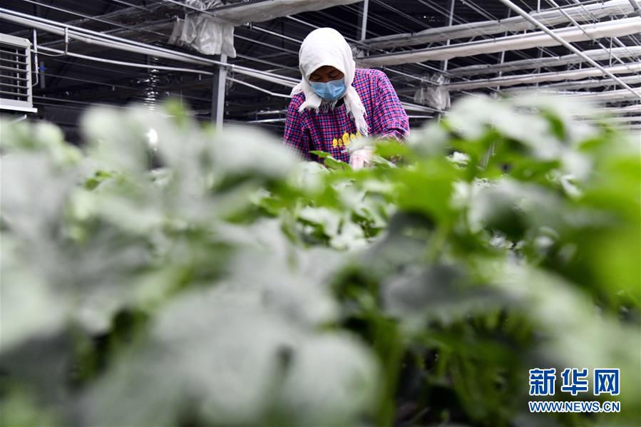 #春耕#别样的春耕——来自农业大省山东的春耕备耕见闻