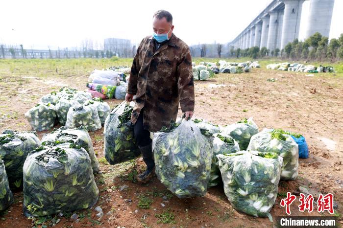 「采摘」湖北襄阳：从采摘到配送 时令蔬菜进入居民家