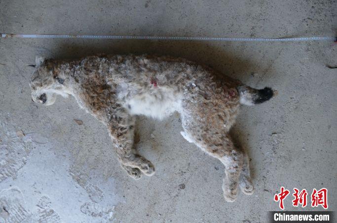 『内蒙古』内蒙古检察机关办理4起非法猎捕野生动物案