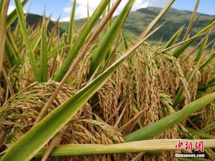 多地抢购米面粮油？中国口粮自给自足、米面无忧