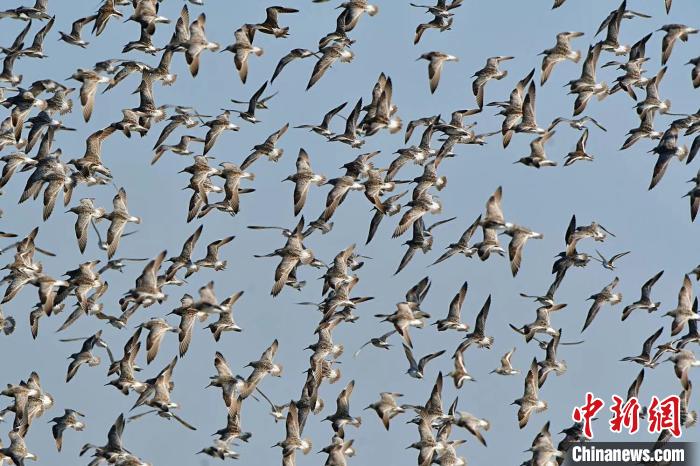 「大滨鹬」上万只濒危鸟类大滨鹬“做客”浙江温岭