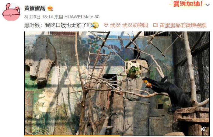 「武汉动物园」武汉动物园关闭3个月后重开 大熊猫“休假”胖了15斤