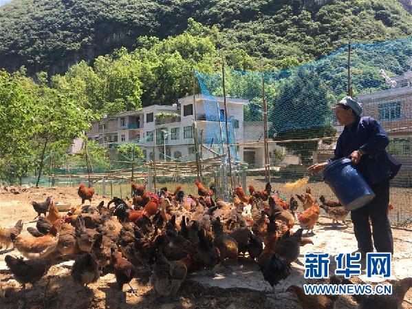 绿壳蛋鸡贵州一个极贫乡镇的产业变迁