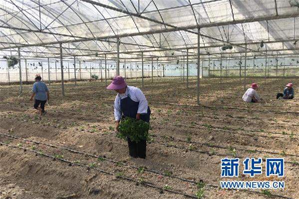 绿壳蛋鸡贵州一个极贫乡镇的产业变迁