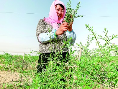 王航弟王航弟触网记