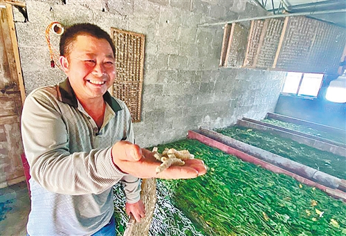 种桑养蚕|广西百色市隆林各族自治县种桑养蚕稳增收