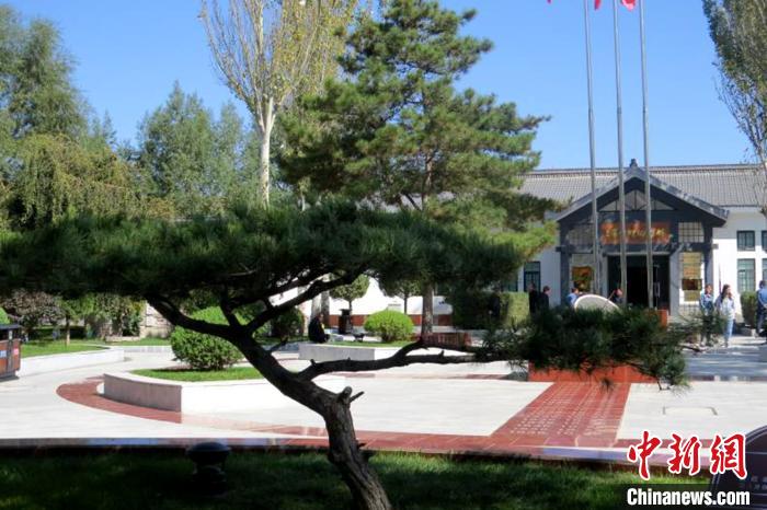 油松|宁夏泾源：小油松华丽大转身变“金钱树”