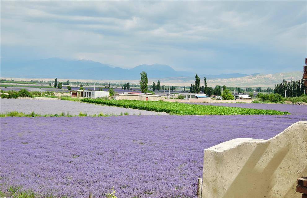 新疆霍城|新疆霍城：“紫色经济”助力乡村振兴