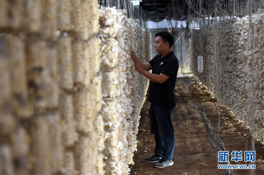 大学毕业生青春,在希望的田野上——大别山区寻访“城归”大学毕业生