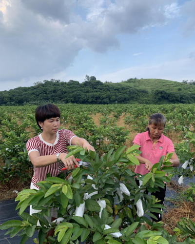 温锦玲|温锦玲：脱贫攻坚展情怀