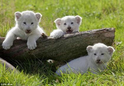 The&nbsp;white&nbsp;lion&nbsp;cub&nbsp;is&nbsp;one&nbsp;of&nbsp;three&nbsp;born&nbsp;12&nbsp;weeks&nbsp;ago&nbsp;at&nbsp;West&nbsp;Midland&nbsp;Safari&nbsp;Park&nbsp;near&nbsp;Bewdley&nbsp;in&nbsp;Worcestershire.&nbsp;