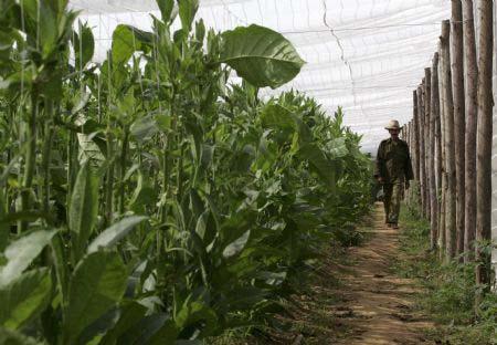 A worker walks amongst tobacco plants at a farm in Cuba's western province of Pinar del Rio February 26, 2008. (Xinhua/Reuters File Photo)