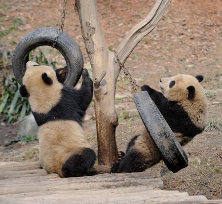 Two giant pandas play at Ya'an Bifeng Gorge Breeding Base in southwest China's Sichuan province, January 4, 2010.[Photo/Xinhua]