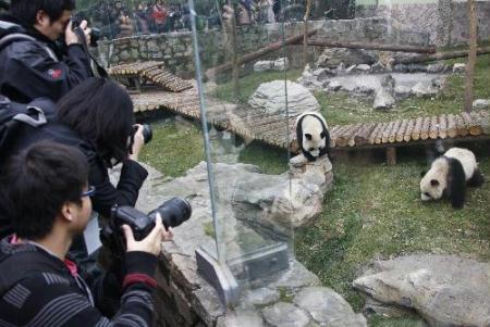 Giant pandas play at Shanghai Zoo in Shanghai, the host city of the 2010 World Expo, in east China, Jan. 20, 2010. The ten pandas are on show to the public on Wednesday after they settled here Jan. 5. (Xinhua/Pei Xin)