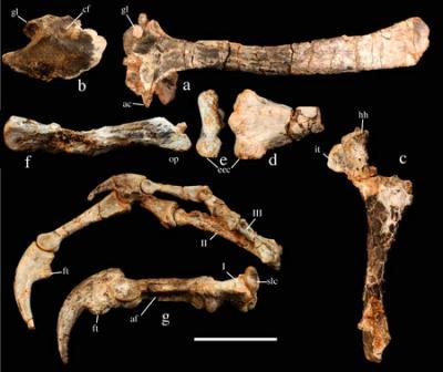 An&nbsp;image&nbsp;showing&nbsp;the&nbsp;fossil&nbsp;bones&nbsp;of&nbsp;a&nbsp;newly&nbsp;discovered&nbsp;carnivorous&nbsp;dinosaur&nbsp;called&nbsp;"Haplocheirus&nbsp;sollers"&nbsp;is&nbsp;released&nbsp;by&nbsp;the&nbsp;Chinese&nbsp;Academy&nbsp;of&nbsp;Sciences&nbsp;on&nbsp;January&nbsp;28,&nbsp;2010.&nbsp;China&nbsp;has&nbsp;unearthed&nbsp;the&nbsp;fossil&nbsp;of&nbsp;a&nbsp;two-legged&nbsp;carnivorous&nbsp;dinosaur&nbsp;that&nbsp;lived&nbsp;160&nbsp;million&nbsp;years&nbsp;ago&nbsp;and&nbsp;which&nbsp;researchers&nbsp;have&nbsp;identified&nbsp;as&nbsp;the&nbsp;earliest&nbsp;known&nbsp;member&nbsp;of&nbsp;a&nbsp;long&nbsp;lineage&nbsp;that&nbsp;includes&nbsp;birds.&nbsp;[Photo:&nbsp;CRI/Agencies]&nbsp;