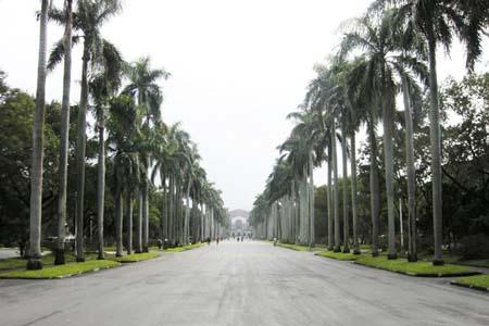 The royal palm is the official tree of National Taiwan University as it is a symbol of growth, broad vision and steadfast willpower.[Photo:CRIENGLISH.com] 