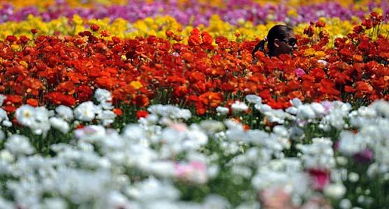 Flowers are seen in Carlsbad, north of San Diego, California. The nearly fifty acres of Giant Tecolote Ranunculus flowers that make up The Flower Fields at Carlsbad Ranch are in a full bloom for approximately six to eight weeks each year. [Photo: chinanews.com] 