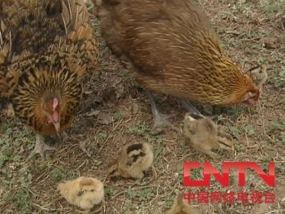 [每日农经]鹰的亲戚岩鹰鸡(2010.5.13)