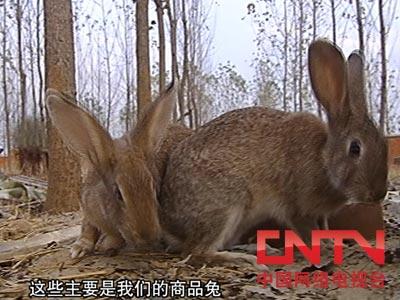 [每日农经]野兔养殖的真相(2010.5.14)