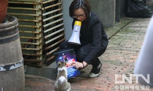 向猫猫介绍活动