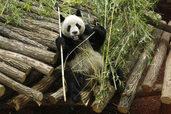 Giant pandas adapt to new home in France CCTV News - CNTV English Giant pandas adapt to new home in France CCTV News - CNTV English
