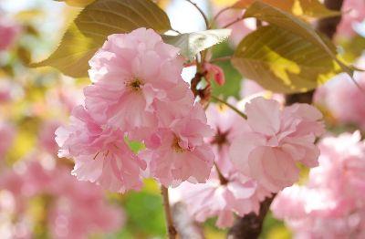 Paysages des fleurs de cerisier au Printemps