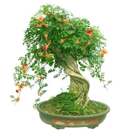 http:\/\/arts.cntv.cn\/20120413\/118327_1.shtm