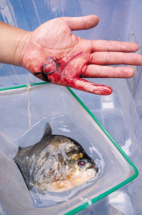 视频]广西柳州:目前尚未发现第二条食人鱼