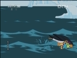 动画大放映