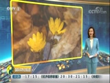 [国际财经报道]辽宁抚顺：冰凌花延时摄影_CCTV节目官网-CCTV-2_央视网(cctv.com)