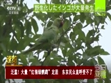 [今日亚洲]速览 泛滥！大量“红领绿鹦鹉”定居 东京民众直呼受不了_CCTV节目官网-CCTV-4_央视网(cctv.com)