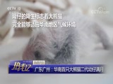 [热线12]热线关注 广东广州：华南首只大熊猫二代幼仔满月_CCTV节目官网-CCTV-12_央视网(cctv.com)
