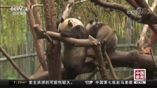[中国新闻]旅美大熊猫“白云”母子今日返蜀_CCTV节目官网-CCTV-4_央视网(cctv.com)