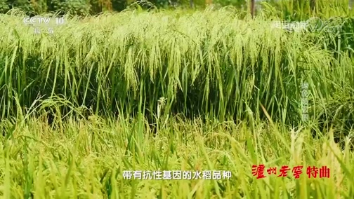 [走近科学]绿色超级稻项目对水稻抗旱性研究的试验田_CCTV节目官网-CCTV-10_央视网(cctv.com)