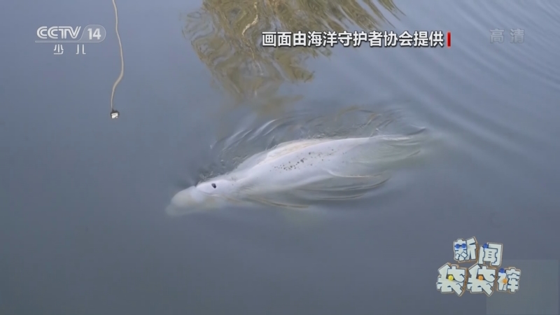 [新闻袋袋裤]法国：白鲸迷路塞纳河 将被送往海边接受治疗_CCTV节目官网-CCTV-14_央视网(cctv.com)