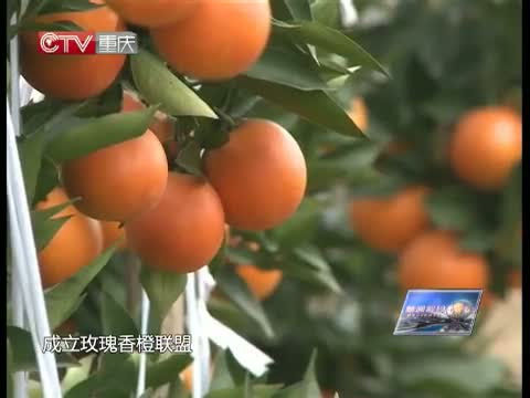 《新闻解码》 20150115 橙黄橘绿 重庆柑橘四季香