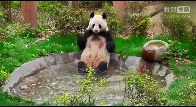 妖娆姿势洗澡的熊猫,可能水太热了