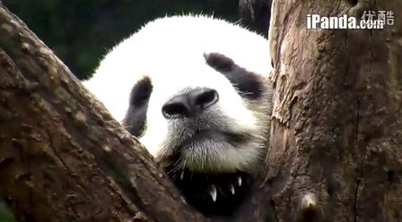 iPanda熊猫频道