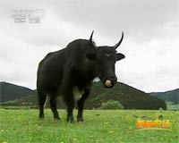 探访“天堂”里的牦牛