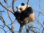 Captive-bred Pandas Return to Wild
