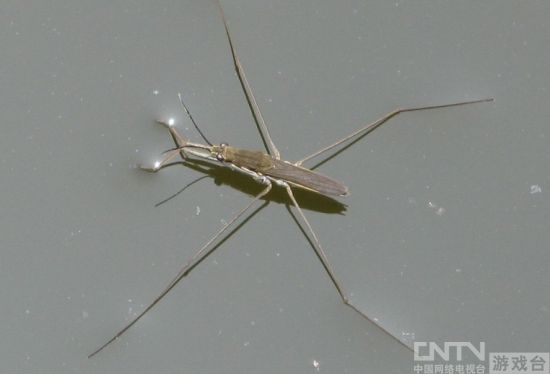 魔兽5.0新坐骑:水黾牦牛仙鹤龙龟及玛瑙豹_网