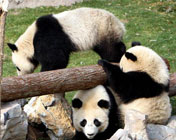“世博熊猫”正式与游人见面