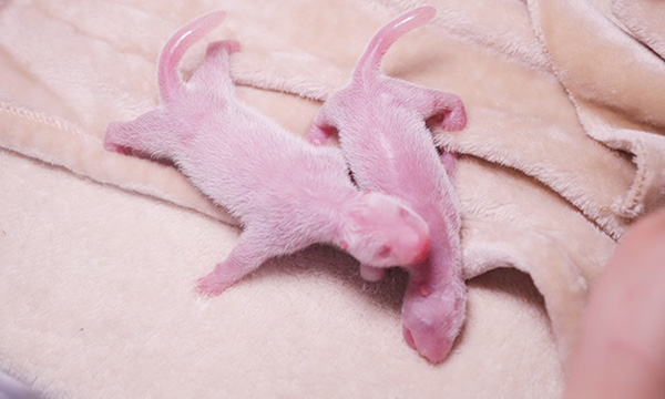 2020年全球首对圈养大熊猫双胞胎诞生