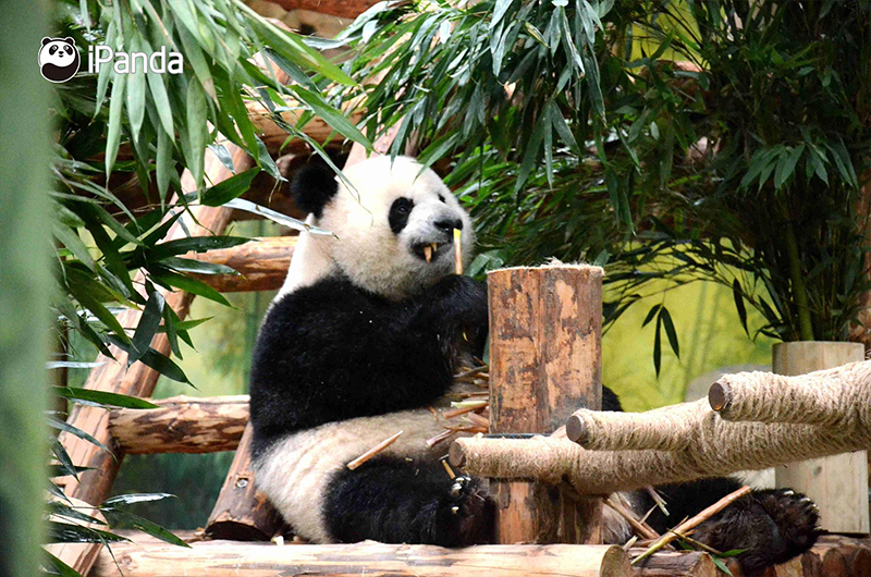 大熊猫“思一”正在吃竹叶