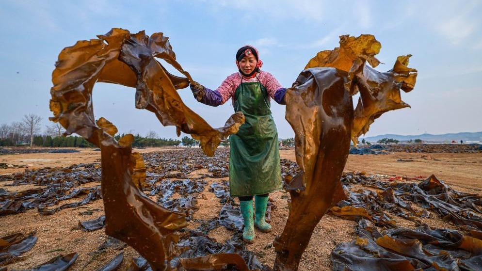 Kelp harvested in Rongcheng, E China