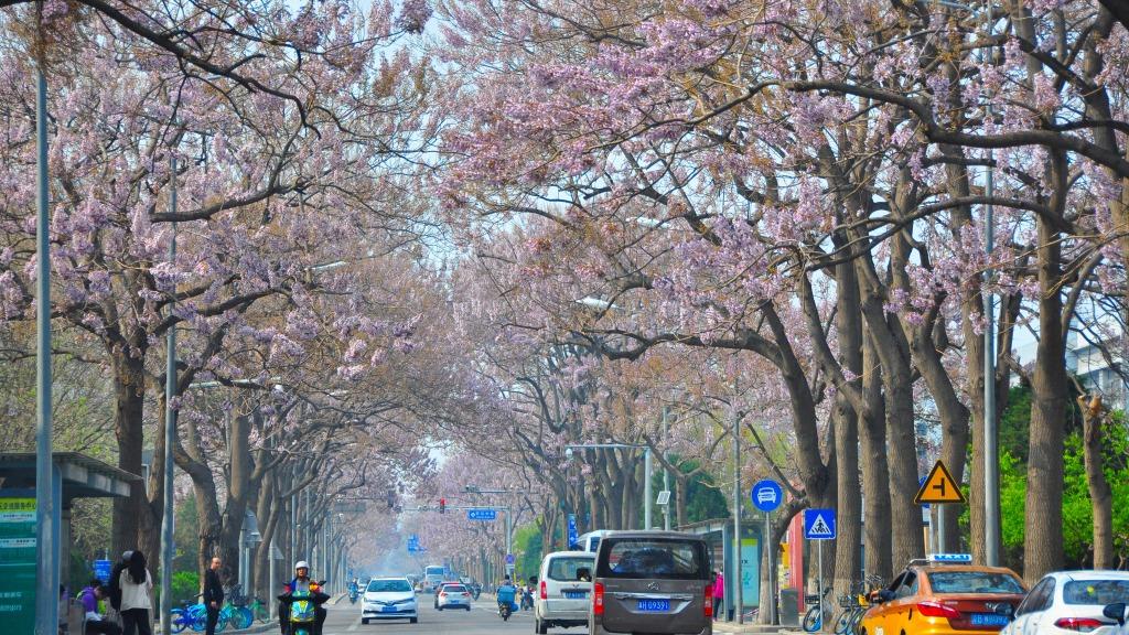 Paulownia blossoms in Beijing