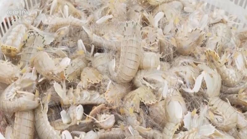 Mantis shrimp harvests underway in coastal east China