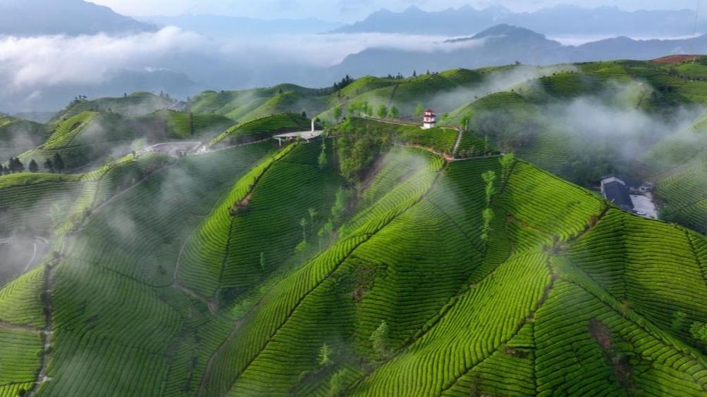 Scenery of tea gardens in town of Hubei, C China